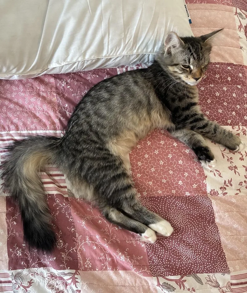 A baby medium-sized female Tabby (Gray / Blue / Silver) Domestic Medium Hair cat named Panther for adoption in Beltsville, MD