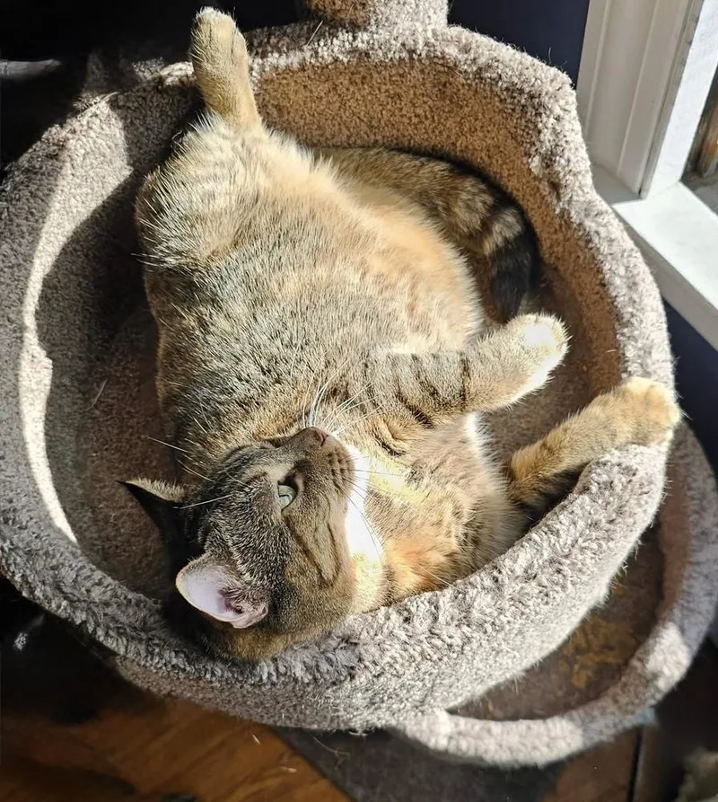A young small-sized female Tabby cat named Eagles: Witchy Woman for adoption in Warren, CT