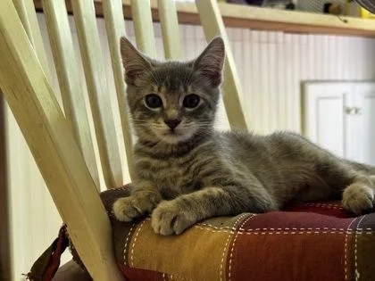 A baby medium-sized female Domestic Short Hair cat named Thunder for adoption in Pleasanton, CA