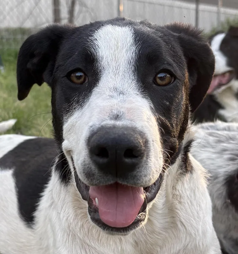 A baby large-sized female White / Cream Labrador Retriever dog named Tinkerbell for adoption in Boerne, TX
