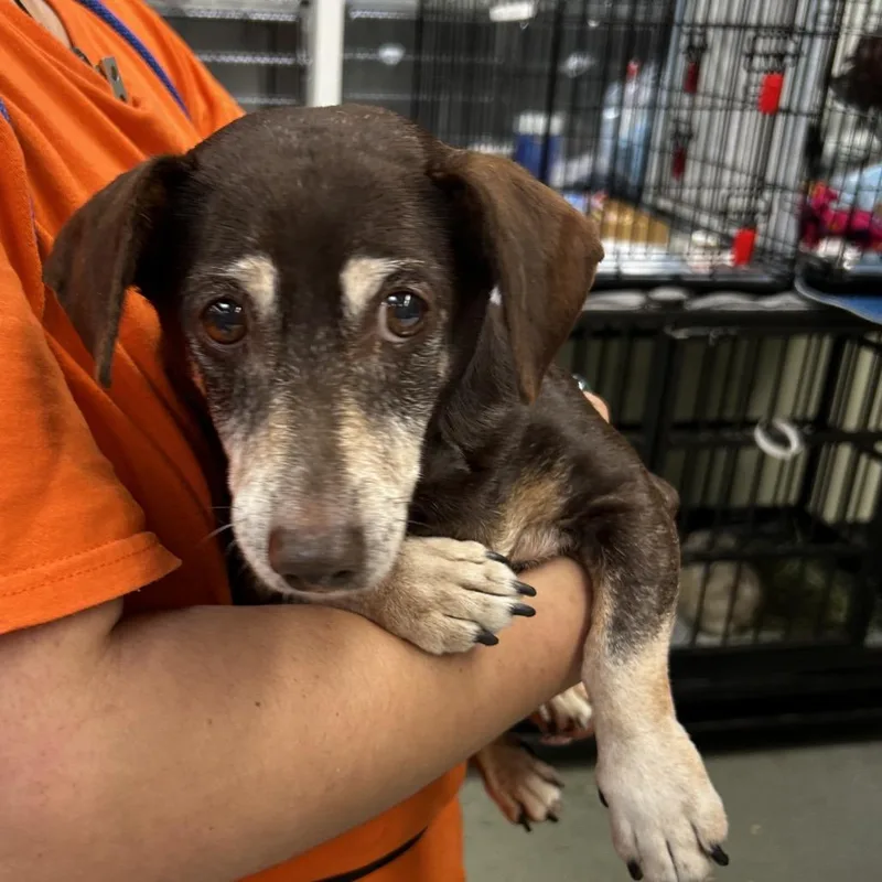 A baby small-sized male Brown / Chocolate Dachshund dog named Mocha for adoption in Westminster, CA