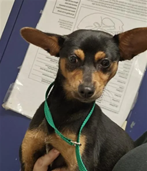 A young small-sized male Chihuahua dog named Gabe for adoption in Bakersfield, CA