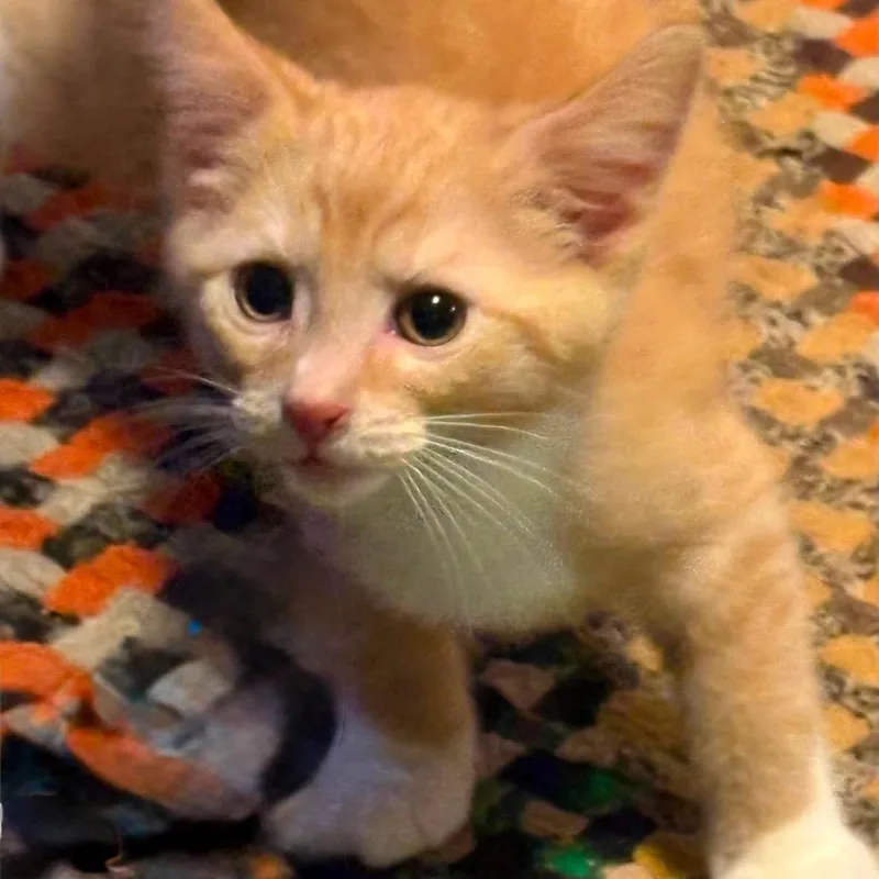 Ginger