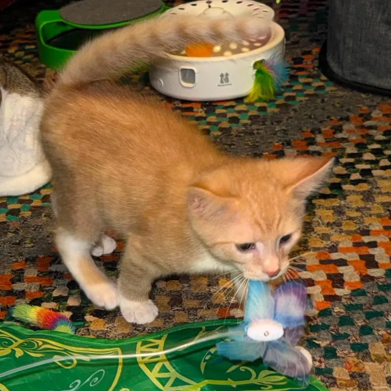 Ginger thumbnail 2
