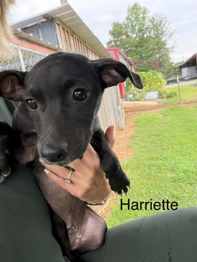 A baby small-sized female Black Chihuahua dog named Harriette for adoption in Clinton, WI