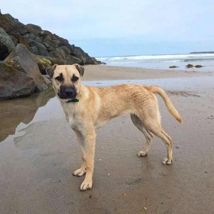 An adult medium-sized male White / Cream Terrier dog named Queso for adoption in San Diego, CA
