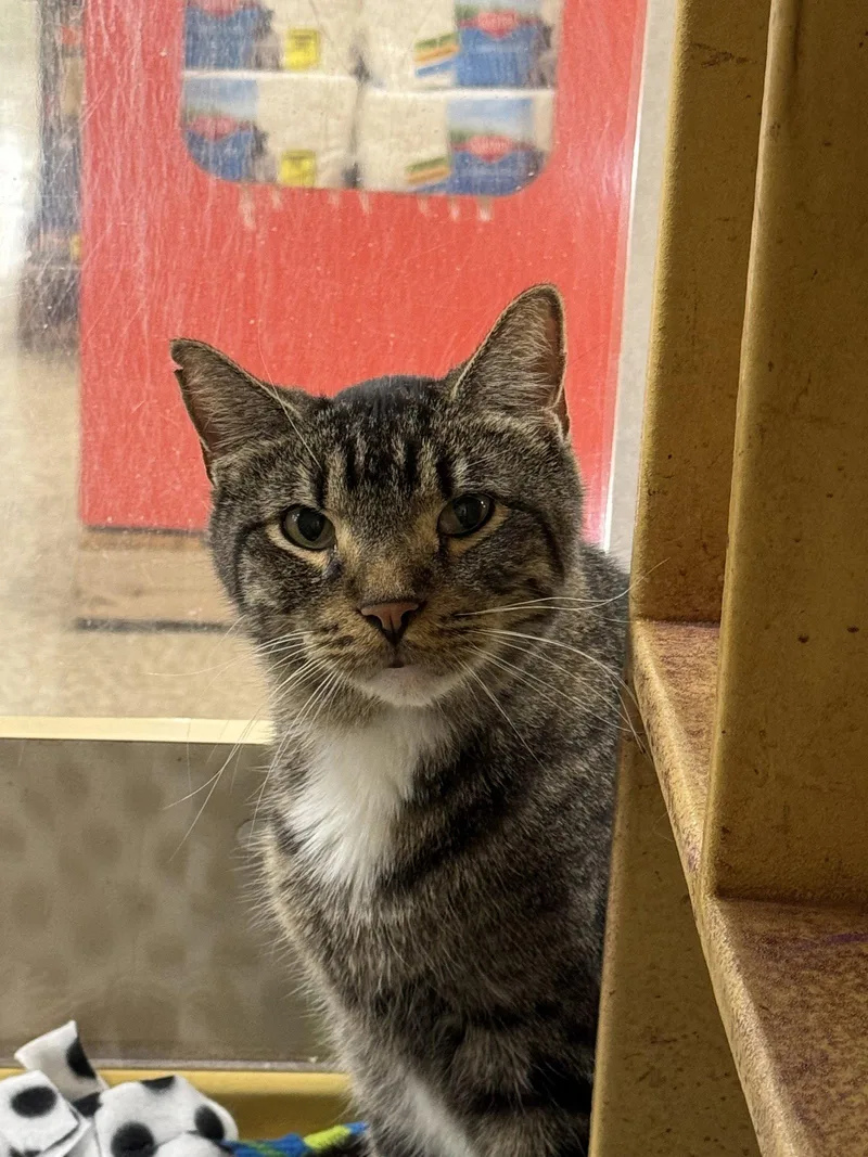 An adult medium-sized male Domestic Short Hair cat named Elwood for adoption in Wheaton, IL
