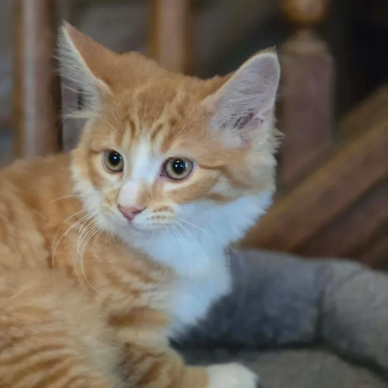 A baby medium-sized female Tabby cat named Phi for adoption in Greensburg, PA