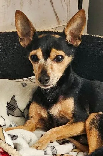 Chico