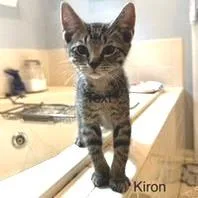 A baby small-sized male Brown / Chocolate Domestic Short Hair cat named Kiron for adoption in Fredericksburg, VA