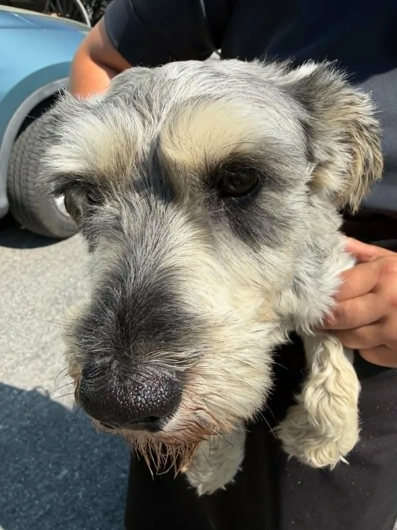 An adult medium-sized male Miniature Schnauzer dog named Bernie for adoption in Havertown, PA