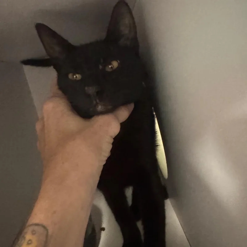 A young medium-sized male Black Domestic Short Hair cat named Thomas for adoption in Lake Jackson, TX