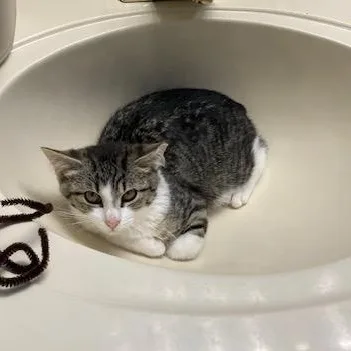 A young small-sized male Tabby (Gray / Blue / Silver) Domestic Short Hair cat named PA  Kovu for adoption in Hazlet, NJ