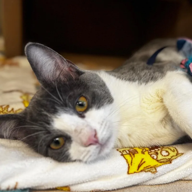 A young medium-sized male Gray / Blue / Silver Domestic Short Hair cat named Potato Salad for adoption in Wheeling, IL