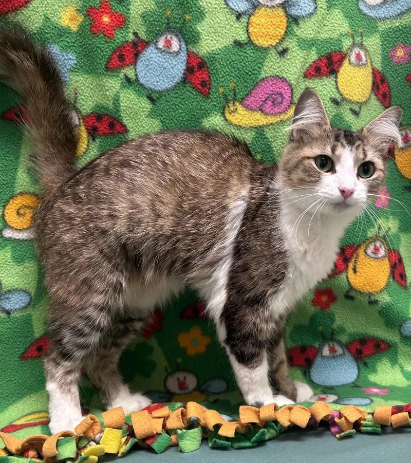 A young medium-sized female Domestic Long Hair cat named Violet for adoption in Madison, GA