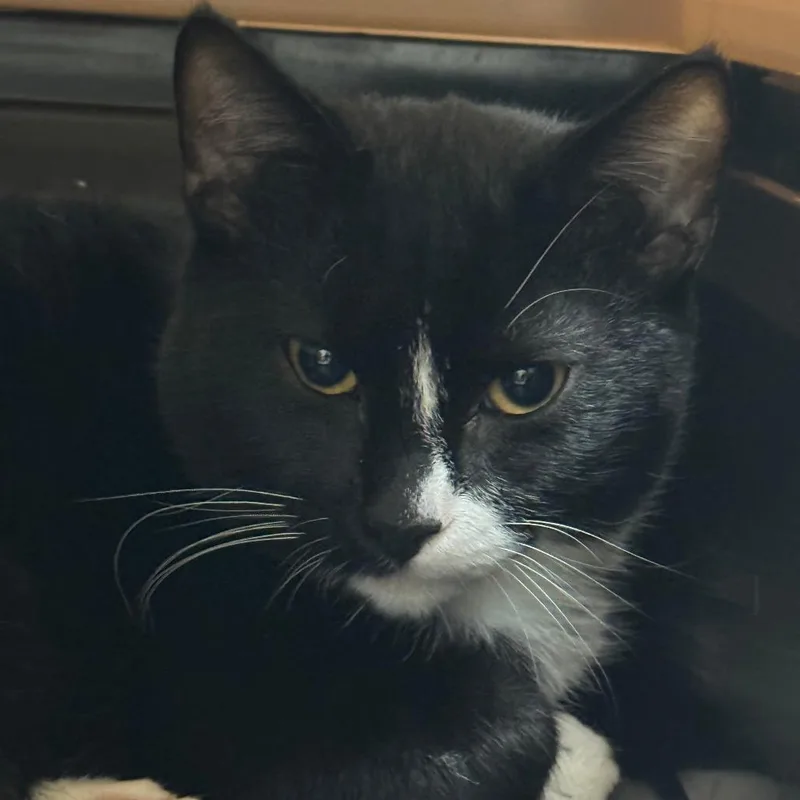 A baby medium-sized male Black Domestic Short Hair cat named Spooky for adoption in Galveston, TX