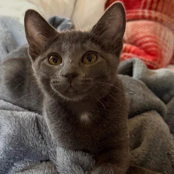 A baby small-sized female Gray / Blue / Silver Russian Blue cat named Candace for adoption in Long Island City, NY