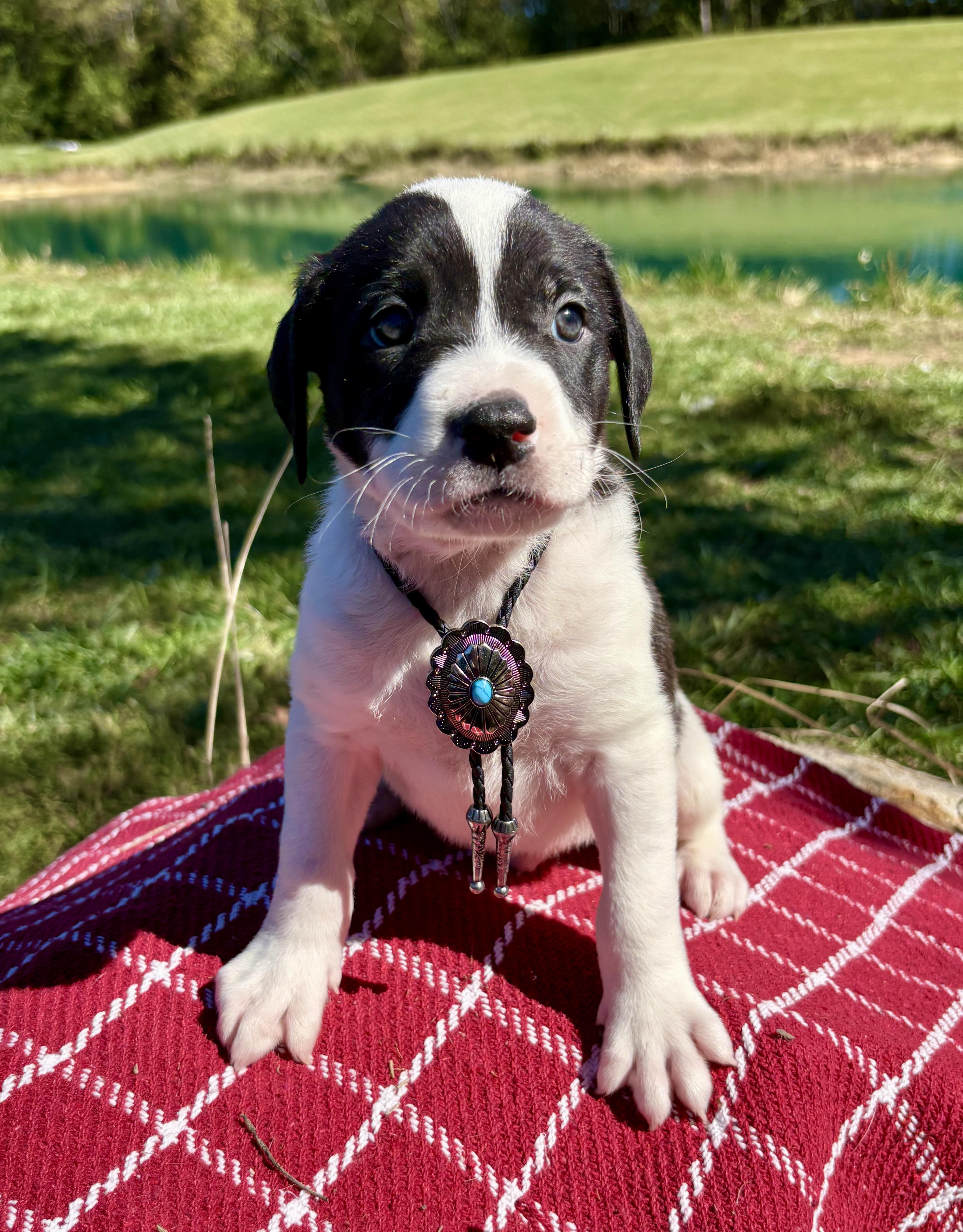 A baby medium-sized male Black Pointer dog named Joshua for adoption in Pittsboro, NC
