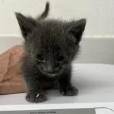 A baby small-sized male Domestic Short Hair cat named Meatballz for adoption in St. Louis, MO