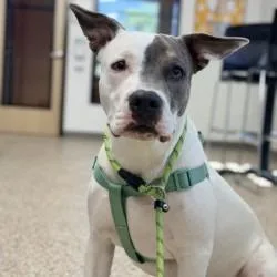 A young medium-sized male White / Cream American Staffordshire Terrier dog named Chance for adoption in Bullhead City, AZ