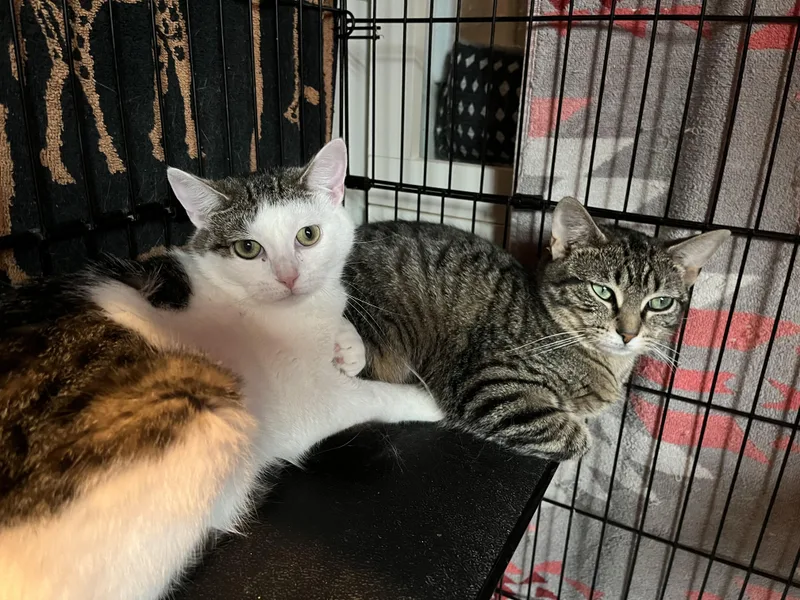 A baby small-sized female Tabby (Brown / Chocolate) Domestic Short Hair cat named Phoebe And Roxxi for adoption in Salisbury, MA