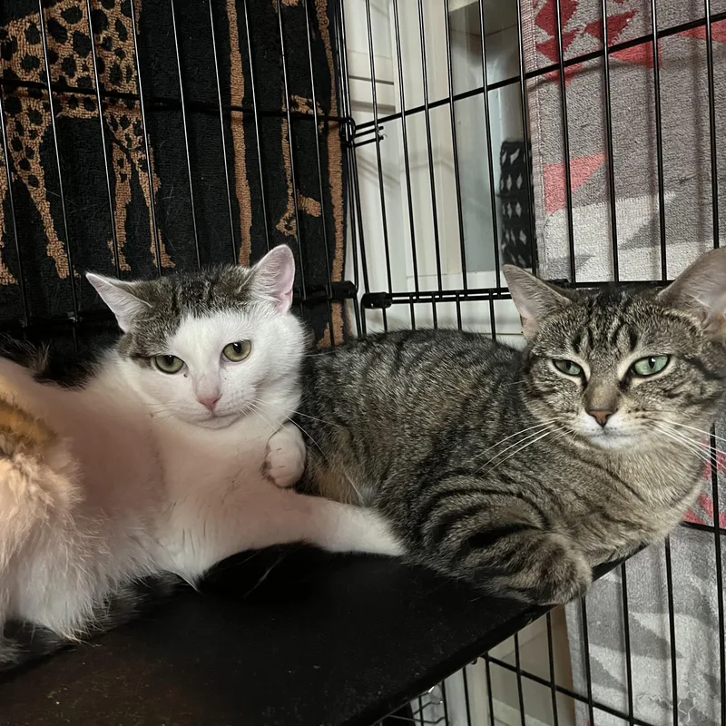 Phoebe And Roxxi thumbnail 2