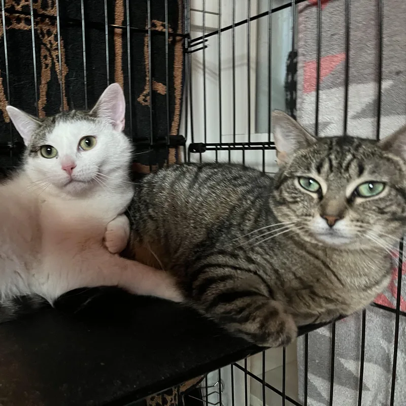 Phoebe And Roxxi thumbnail 3