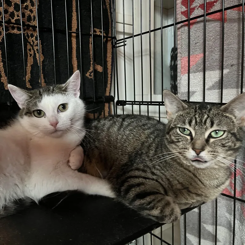 Phoebe And Roxxi thumbnail 4