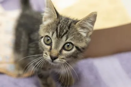 A young small-sized male Domestic Short Hair cat named B Allan for adoption in North Charleston, SC