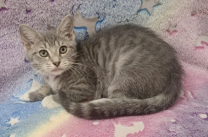 Cora