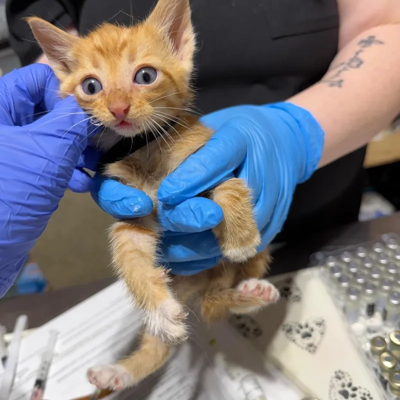 A baby small-sized male Orange / Red Domestic Short Hair cat named Fizzle for adoption in Milton, FL