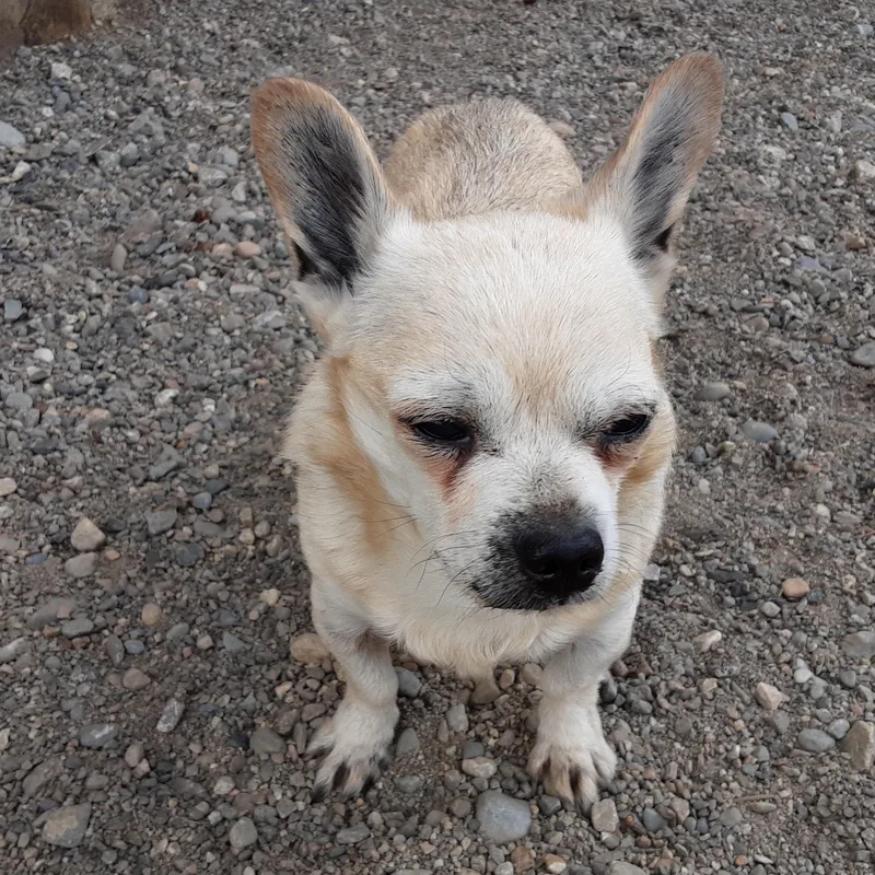 A senior small-sized male Apricot / Beige Chihuahua dog named Milo for adoption in Oroville, WA