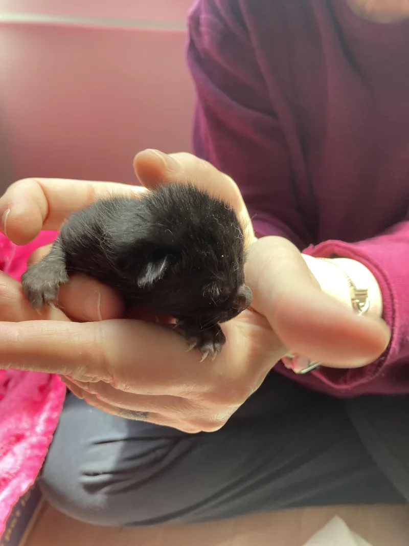 A baby medium-sized male Black Domestic Short Hair cat named Bob the Cat for adoption in Albany, NY
