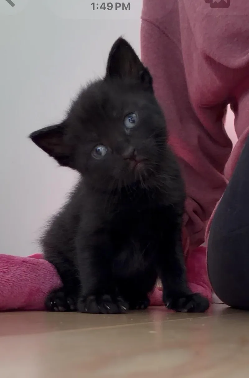 Bob the Cat thumbnail 2