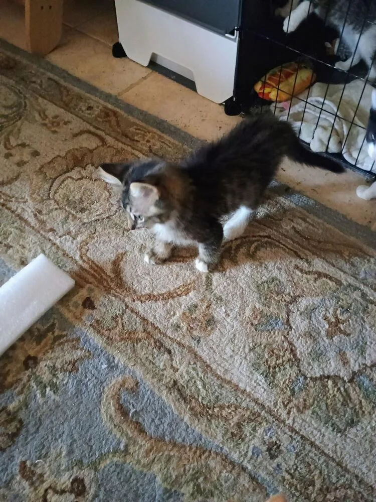A baby small-sized male Domestic Short Hair cat named Chewie for adoption in Aurora, CO