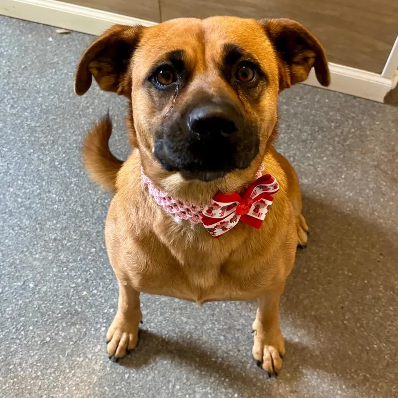 An adult medium-sized female Mixed Breed dog named Browny for adoption in Metamora, MI