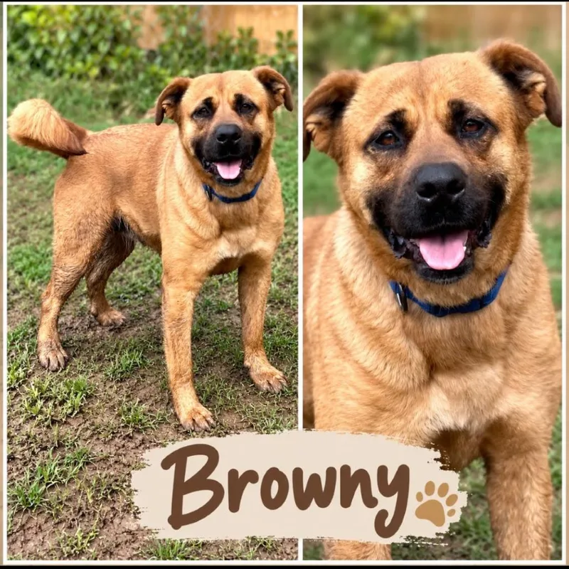 Browny thumbnail 3