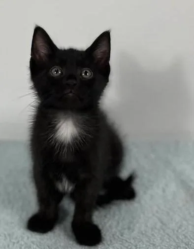 A baby small-sized male Domestic Short Hair cat named Runway for adoption in Effingham, IL