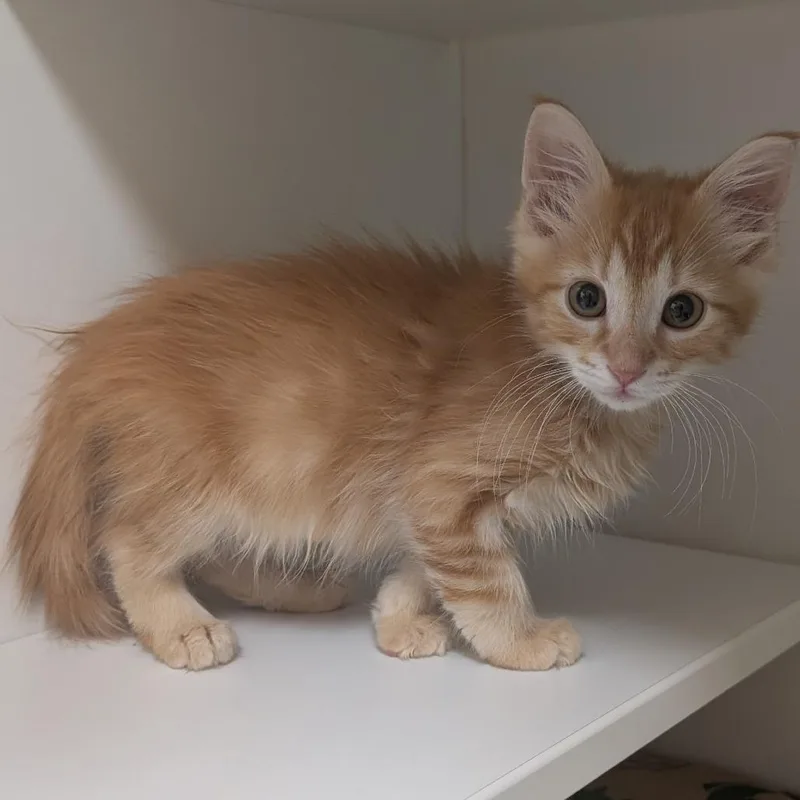 A baby small-sized male Orange / Red Domestic Short Hair cat named Green for adoption in Reno, NV