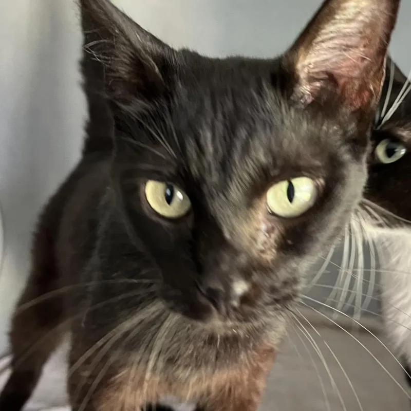 An adult medium-sized female Black Domestic Short Hair cat named Rue for adoption in Sarasota, FL