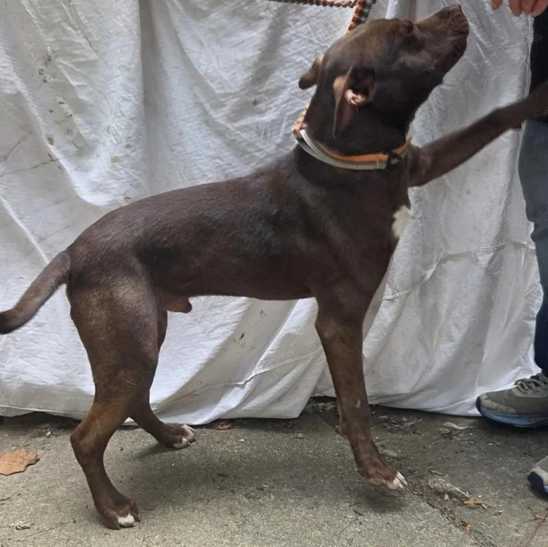 A young medium-sized male Labrador Retriever dog named Cadon for adoption in Decatur, GA
