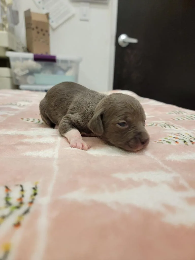 Whitney Houston thumbnail 2