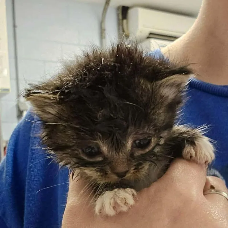 A baby small-sized female Brown / Chocolate Domestic Long Hair cat named Queen for adoption in Martinsville, VA