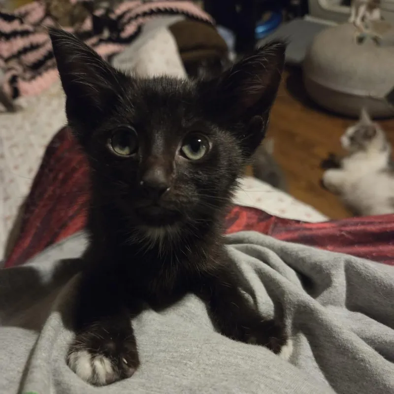 A baby small-sized male American Shorthair cat named Mark for adoption in mount vernon, AR