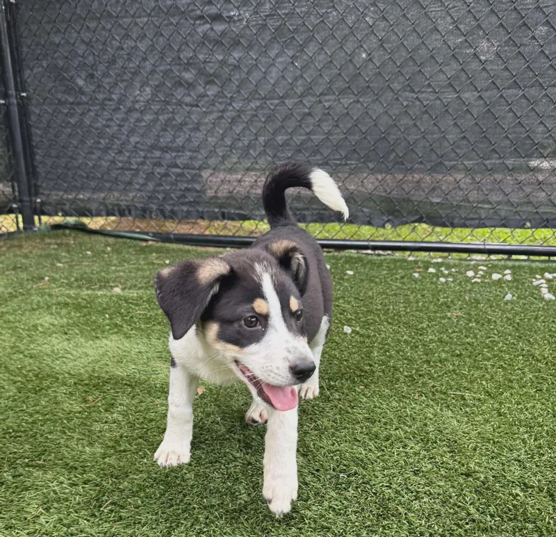 A baby medium-sized female Australian Shepherd dog named Carly And Sam for adoption in Groton, CT