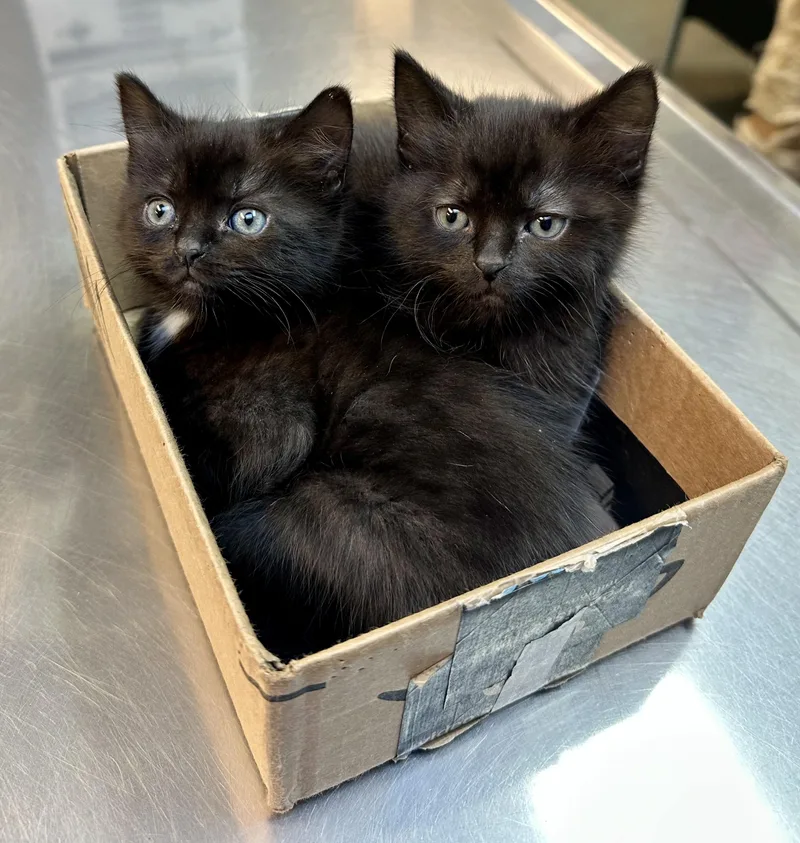 A baby medium-sized female Black Domestic Short Hair cat named Benny & Joon for adoption in Lakewood, WA