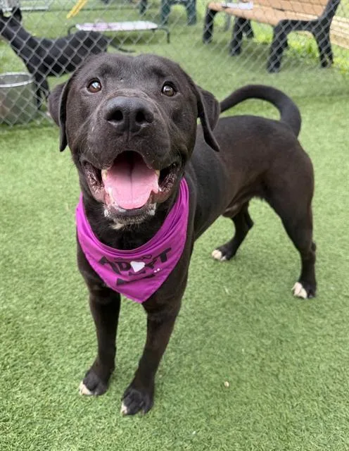 An adult large-sized male Mixed Breed dog named Thomas for adoption in Columbia, SC