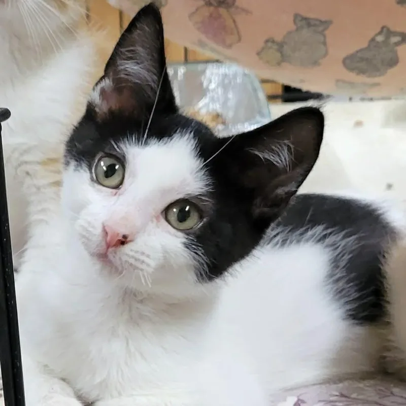 A baby small-sized male White Domestic Short Hair cat named Puffin for adoption in Pennsville, NJ