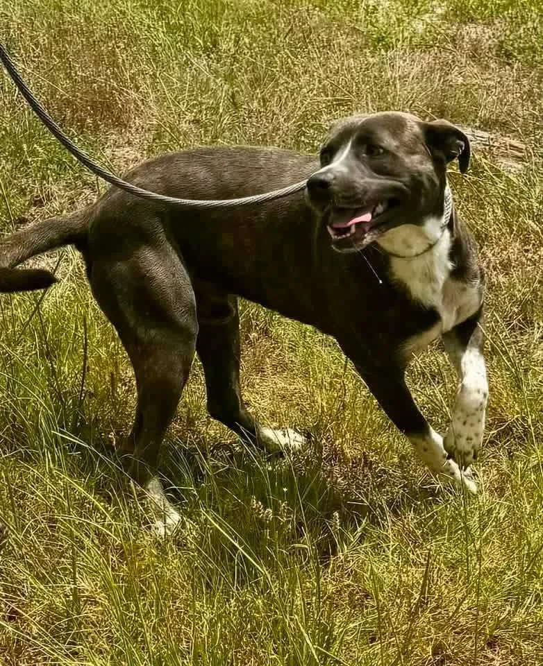 Dozer