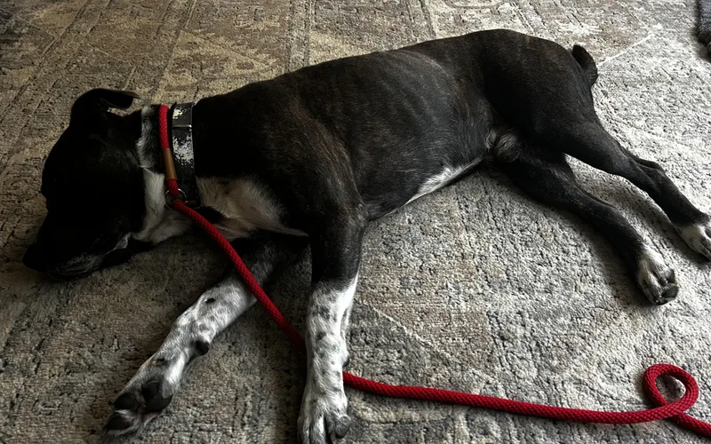 Dozer thumbnail 2